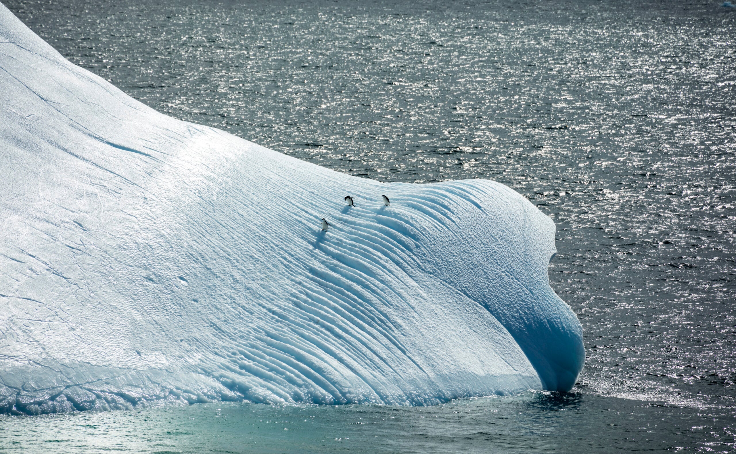 Chinstrap penguins standing on an iceberg near Deception Island, Antarctica