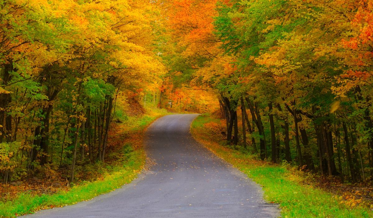 Winding road through vibrant fall foliage in peak autumn color