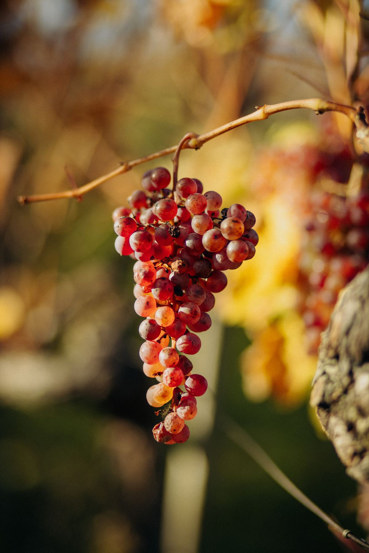 Ripe red grapes on the vine during autumn harvest season