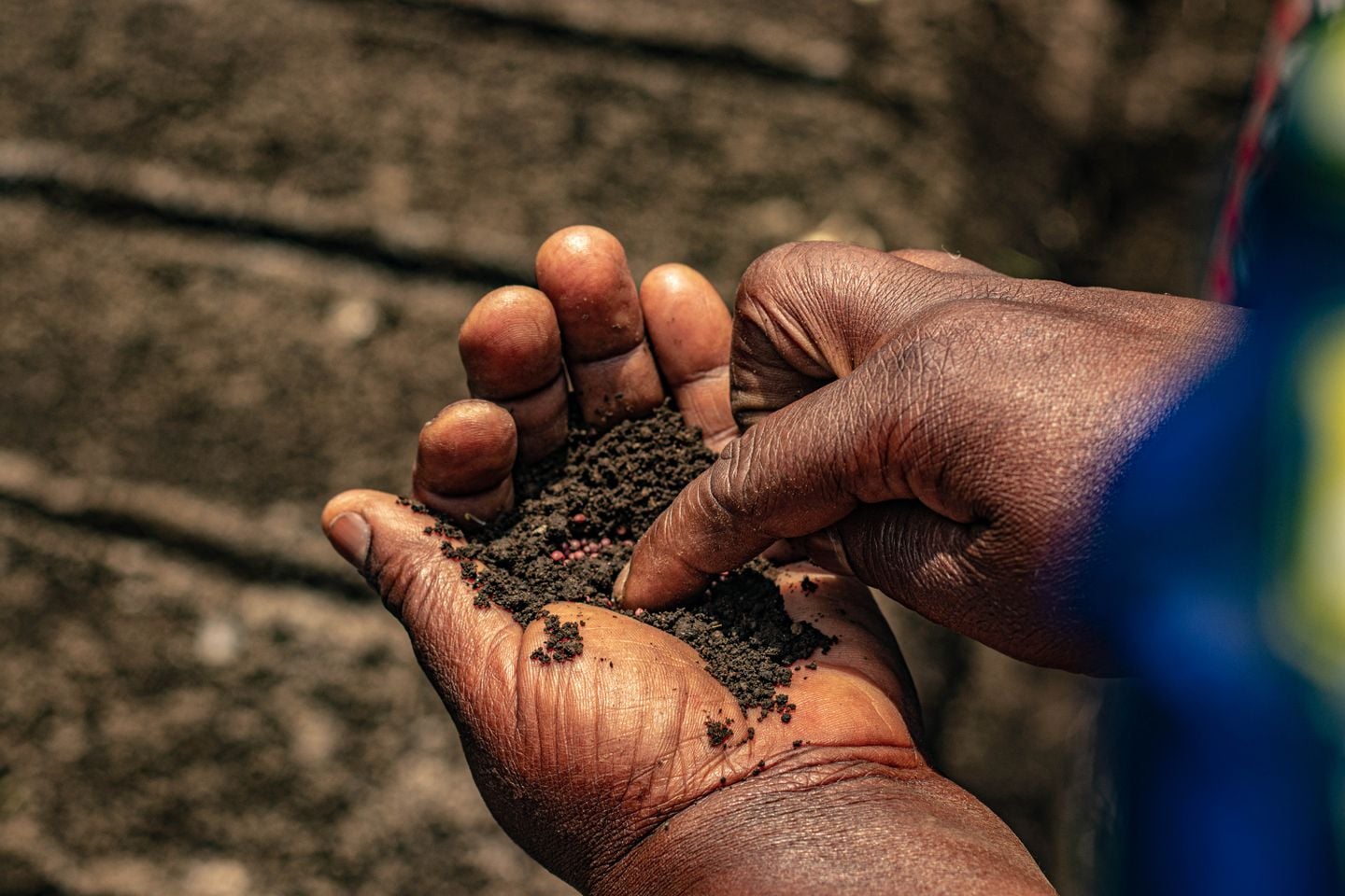 Farmer's hands holding rich dark soil on a regenerative farm