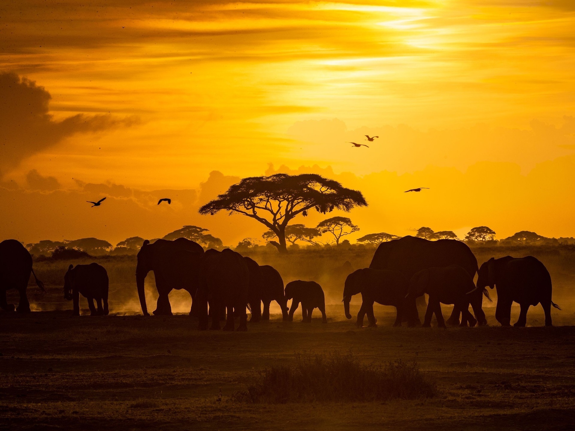 Elephants walking across the savanna at golden hour on safari