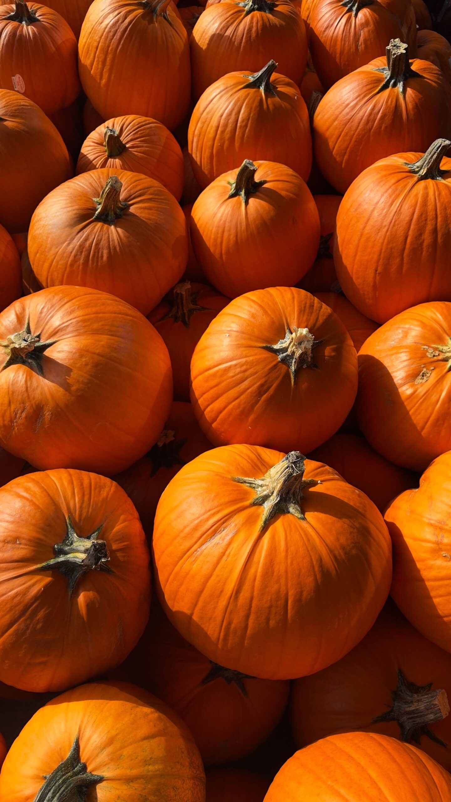 Sunlit rows of pumpkins growing in a pumpkin patch field in Los Angeles in autumn