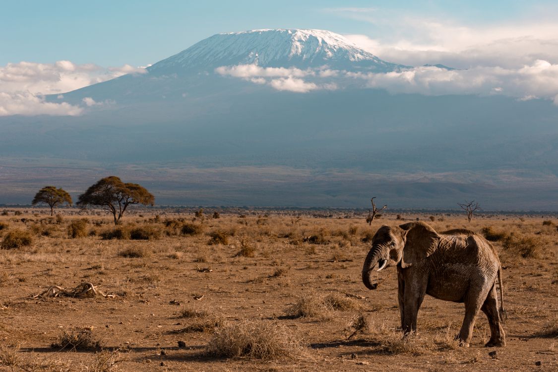 Elephant roaming the savanna with Mount Kilimanjaro in the background, Tanzania